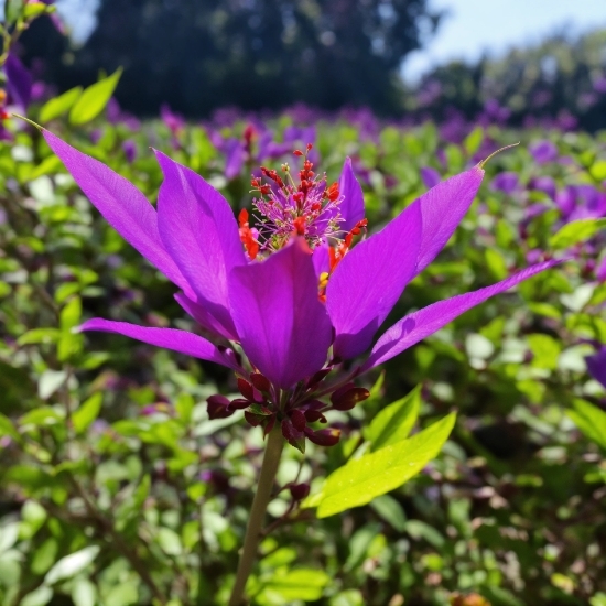 Premiere Pro Stock Footage, Flower, Plant, Petal, Purple, Botany