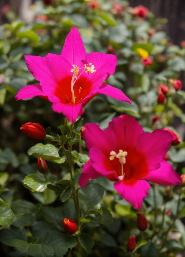 Prison Stock Footage, Flower, Plant, Petal, Terrestrial Plant, Groundcover