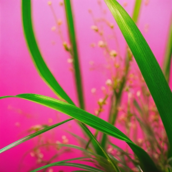 Professional Stock Footage, Plant, Flower, Terrestrial Plant, Pink, Grass