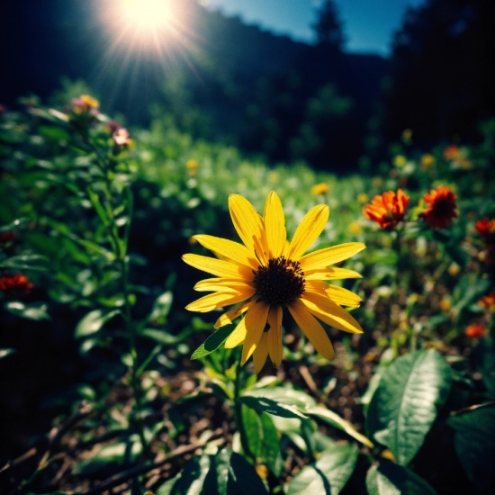 Prompt Generator Stable Diffusion, Flower, Plant, Sky, Nature, Petal