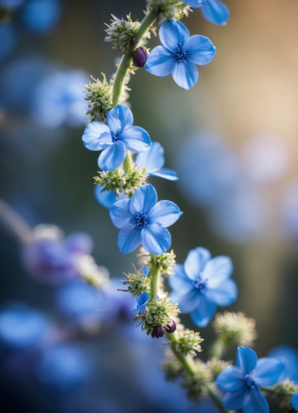 Public Domain Stock Footage, Flower, Plant, Blue, White, Petal