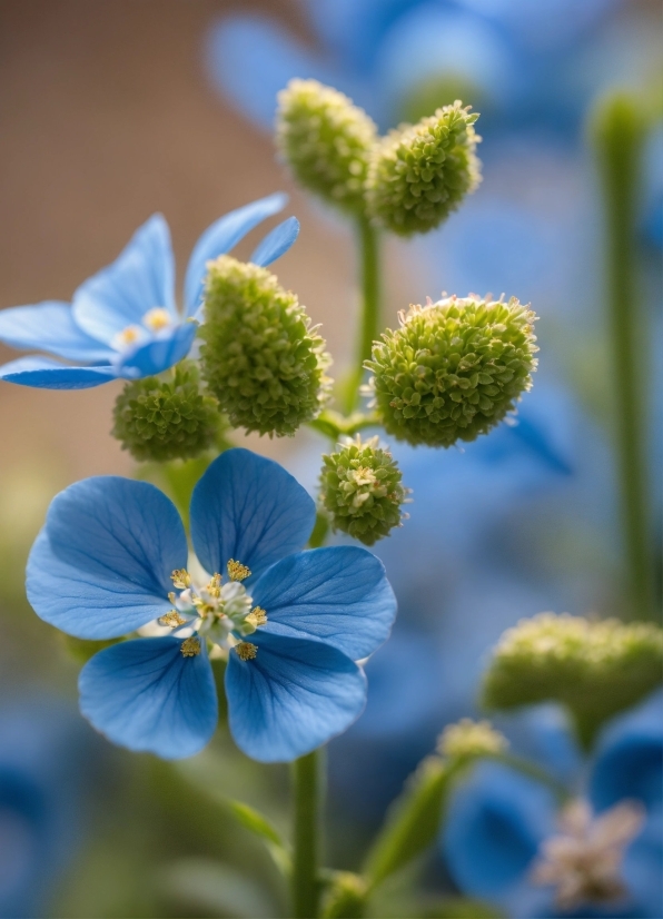 Public Domain Stock Photos, Flower, Plant, Petal, Terrestrial Plant, Groundcover