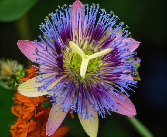 Rain Stock Footage, Flower, Plant, Purple Passionflower, Purple, Petal