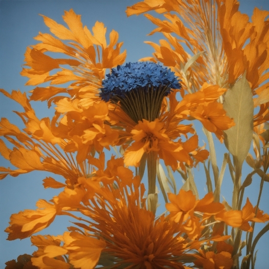 Royalty Free Film Footage, Flower, Plant, Sky, Petal, Flowering Plant