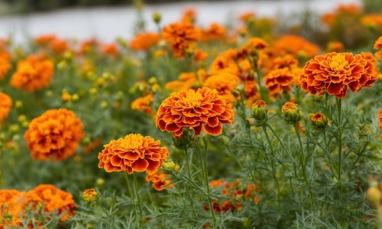 Royalty Free Stock Images, Flower, Plant, Petal, Tagetes, Orange