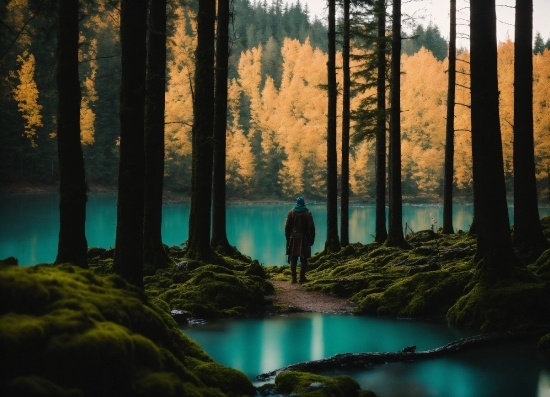 Sad Woman Stock Video, Water, Plant, Ecoregion, Natural Landscape, Wood