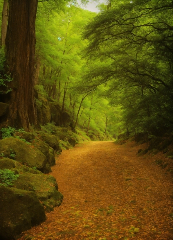 Scary Footage, Plant, Natural Landscape, Branch, Wood, Trunk