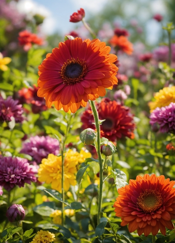 Science Stock Footage, Flower, Plant, Botany, Petal, Green