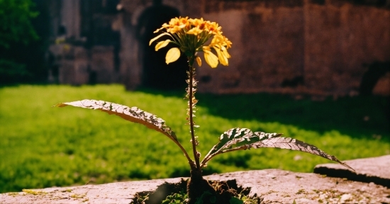 Sentient Google Ai, Flower, Plant, Wood, Terrestrial Plant, Trunk