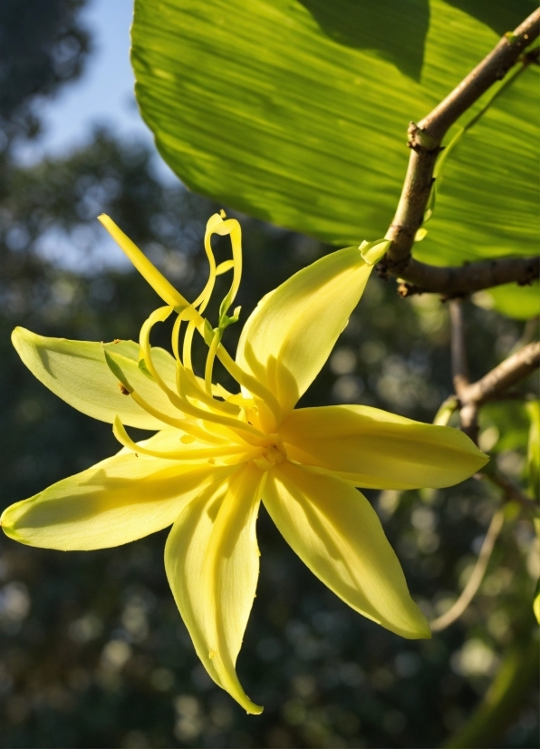 Shutterstock Footage, Flower, Plant, Petal, Terrestrial Plant, Flowering Plant