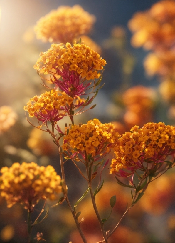 Shutterstock Photo, Flower, Plant, Petal, Sky, Sunlight