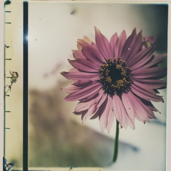 Social Media Stock Video, Flower, Plant, Petal, Picture Frame, Rectangle