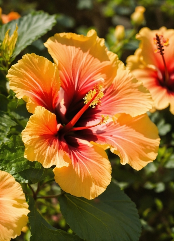 Song By Ai, Flower, Plant, Petal, Hawaiian Hibiscus, Orange