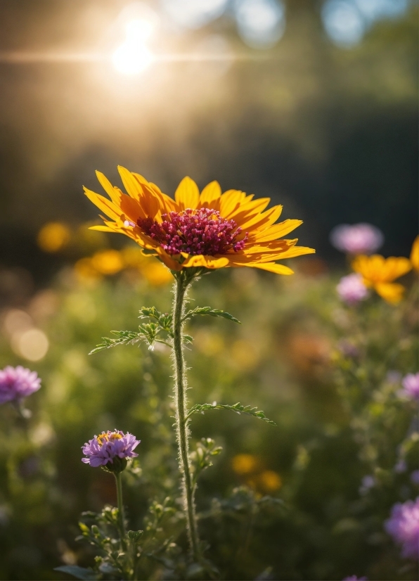 Stable Diffusion 2.1, Flower, Plant, Sky, Petal, Vegetation