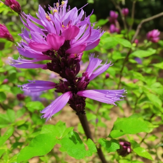 Stablediffusion 2, Flower, Plant, Petal, Purple, Terrestrial Plant