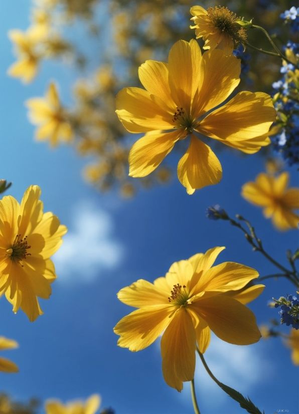 Stitching Videos Together, Flower, Plant, Sky, Daytime, Petal