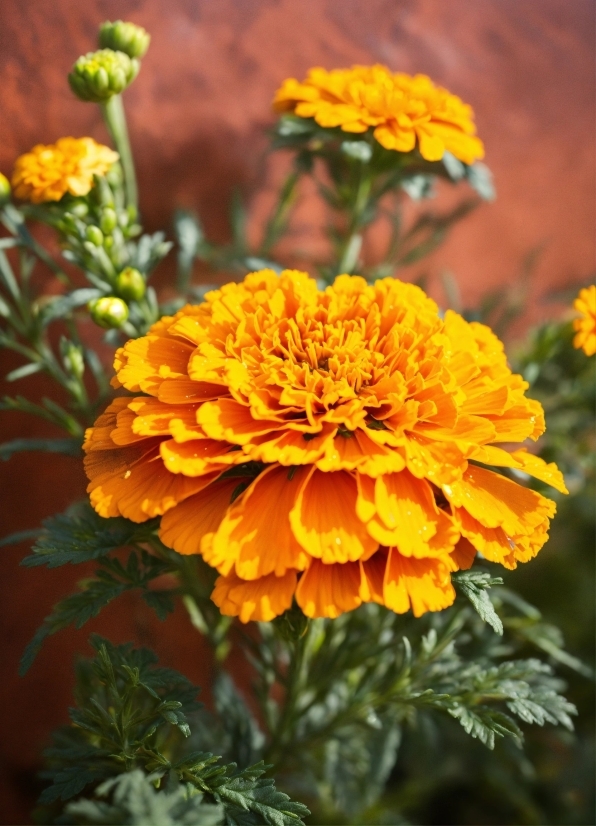 Stock Adobe Free, Flower, Plant, Petal, Orange, Yellow