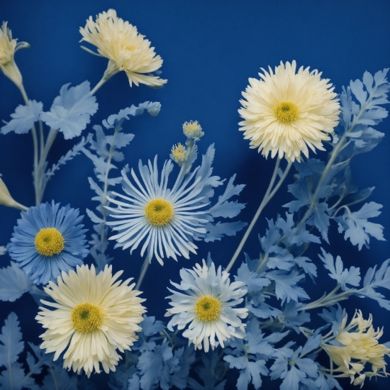 Stock Artwork, Flower, Plant, Camomile, Petal, Nature