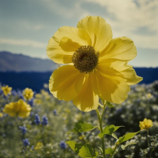 Stock Footage Clips, Flower, Sky, Plant, Cloud, Ecoregion