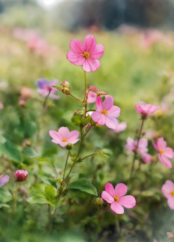 Stock Footage Companies, Flower, Plant, Botany, Petal, Pink