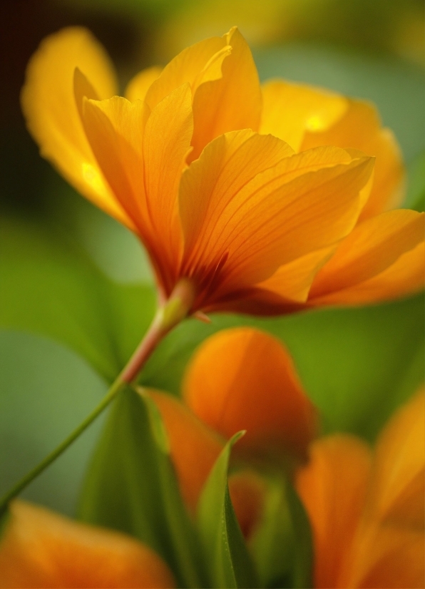 Stock Footage Download, Flower, Plant, Petal, Orange, Natural Landscape