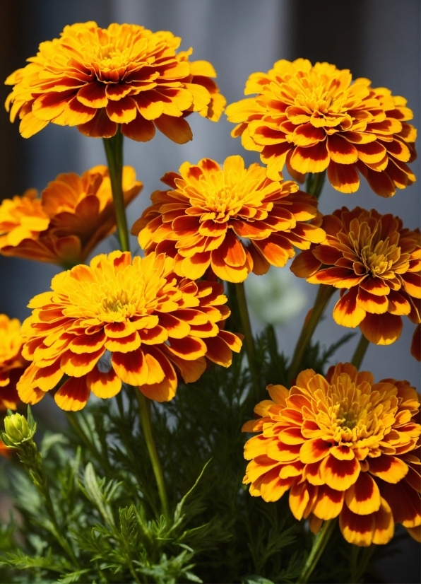 Stock Footage Websites Free, Flower, Plant, Petal, Orange, Yellow