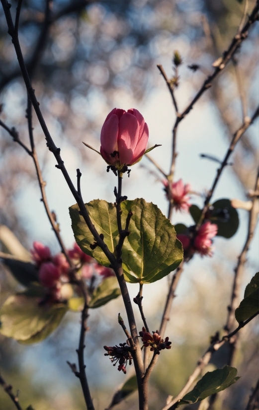 Stock Footage With Sound, Flower, Plant, Petal, Twig, Cloud