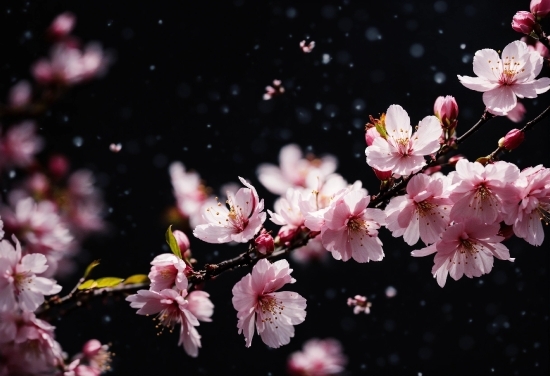 Stock Foto, Flower, Plant, Petal, Branch, Twig