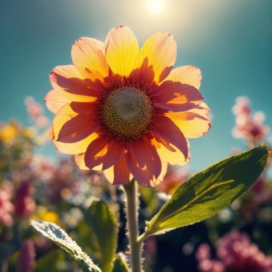 Stock Image Search, Flower, Plant, Sky, Petal, Landscape