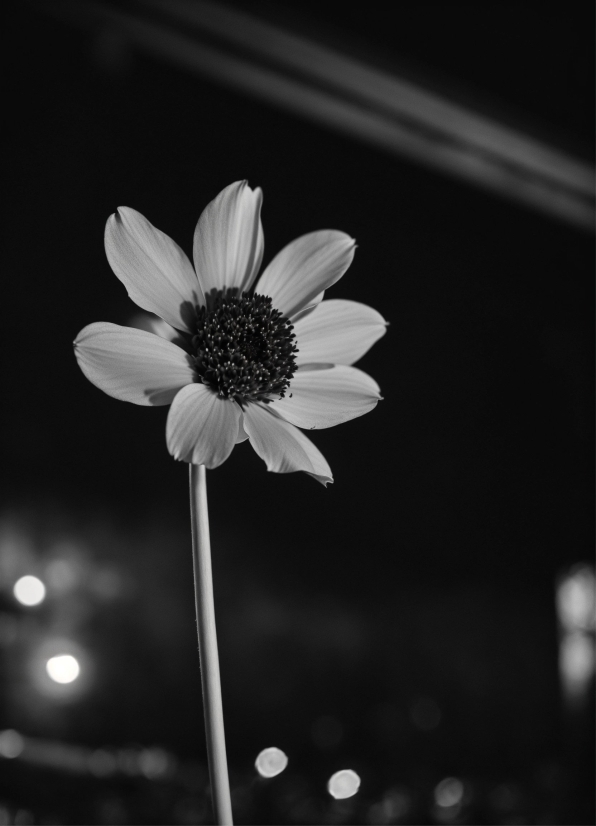 Stock Images Of People, Flower, Plant, Water, Sky, Petal