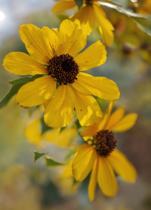 Stock Library, Flower, Plant, Petal, Yellow, Flowering Plant