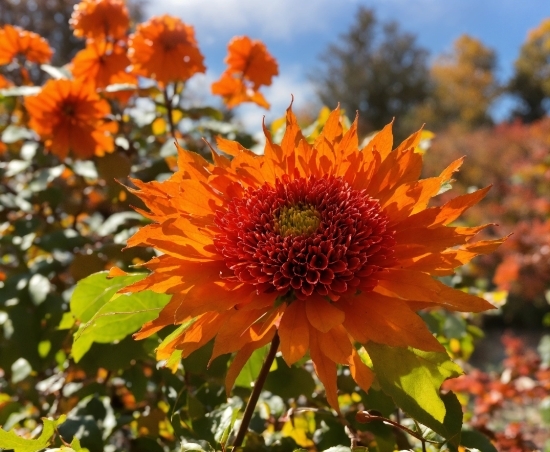 Stock Media Library, Flower, Plant, Sky, Petal, Botany