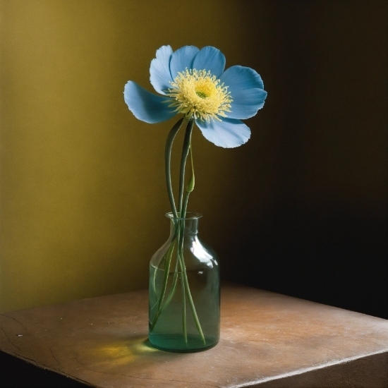 Stock Photography Websites, Flower, Plant, Table, Vase, Petal