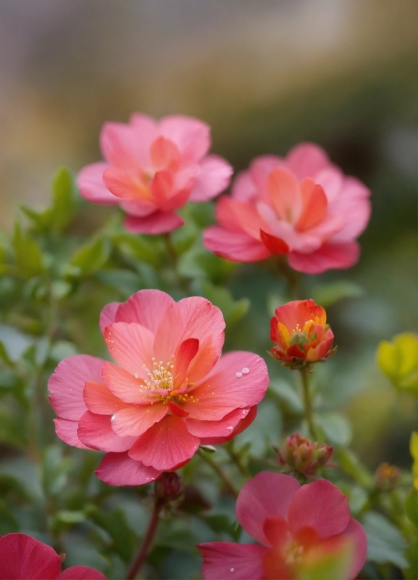 Stock Photos Of People, Flower, Plant, Petal, Botany, Pink