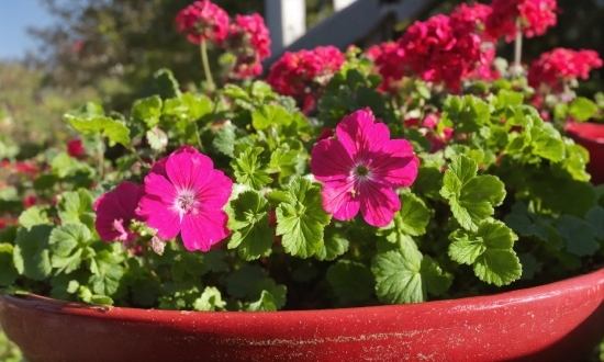 Stock Video Download, Flower, Plant, Petal, Petunia, Houseplant