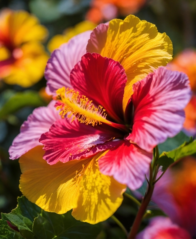 Stockphotosforfree, Plant, Flower, Petal, Yellow, Herbaceous Plant