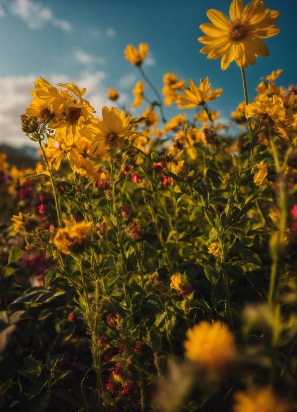 Subtitles Download, Flower, Sky, Plant, Cloud, Botany