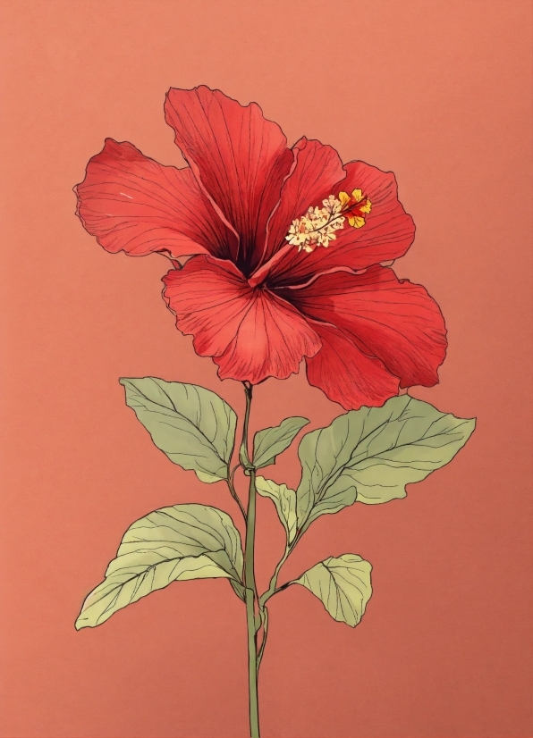 Tiktok Download Pc, Flower, Plant, Petal, Hawaiian Hibiscus, Chinese Hibiscus