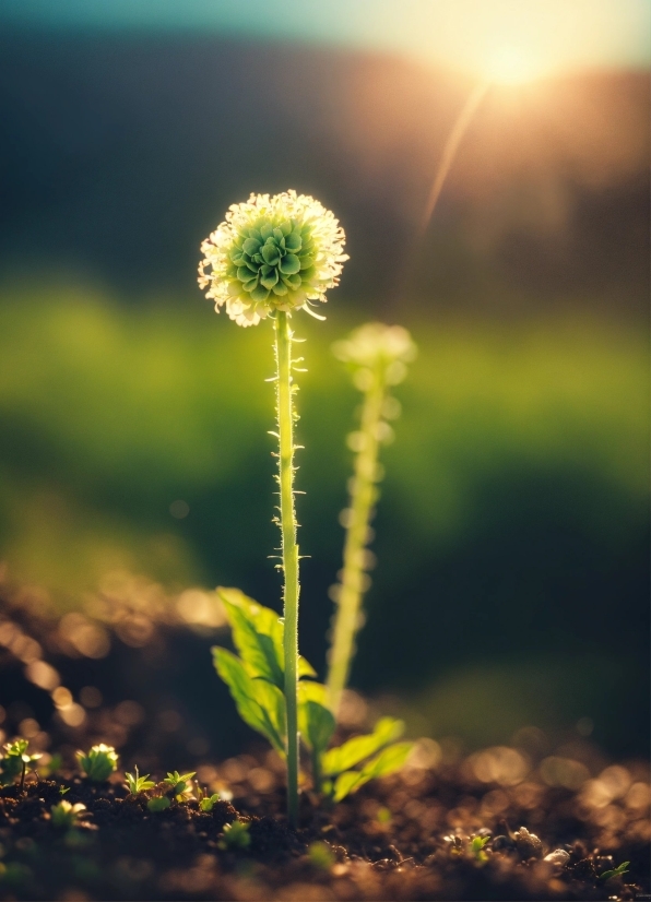 Topaz Gigapixel Free, Flower, Plant, Water, Sky, Petal