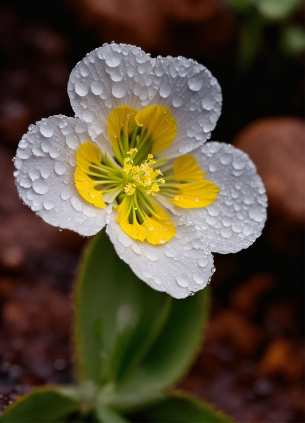 Topaz Photo Ai Mac, Flower, Plant, Petal, Terrestrial Plant, Moisture