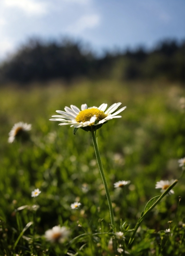 Topaz Photo Ai Reddit, Flower, Plant, Sky, Camomile, Petal