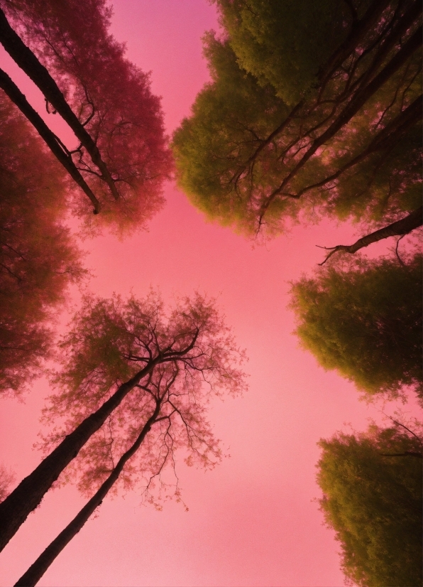 Tv Green Screen Video Free Download, Sky, Atmosphere, Cloud, World, Leaf