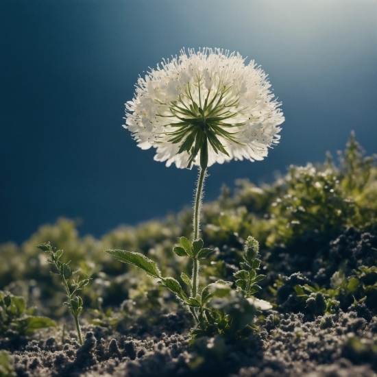 Unlimited Stock Footage, Flower, Plant, Sky, Petal, Natural Landscape