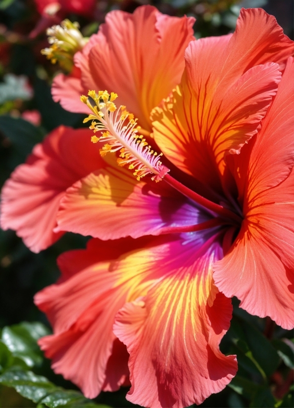 Unsplash Video Clips, Flower, Plant, Petal, Hawaiian Hibiscus, Pink