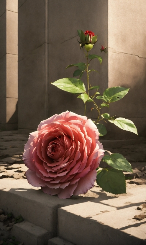 Upscale Image Anime, Flower, Plant, Window, Petal, Hybrid Tea Rose