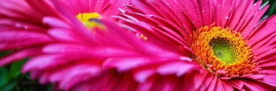 Vance Ai Image, Flower, Plant, Petal, Pink, Magenta