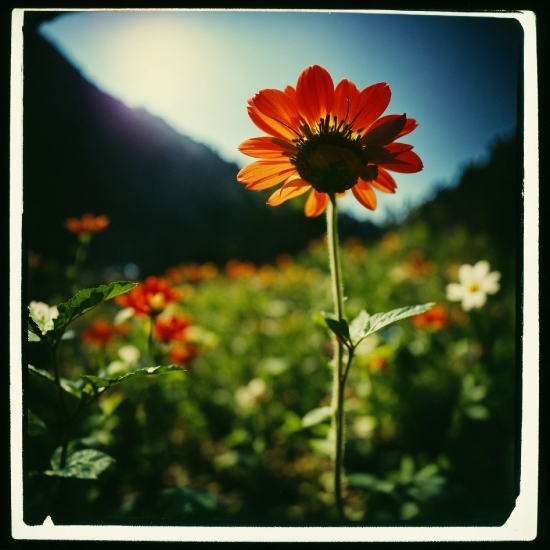 Vance Ai Photo, Flower, Plant, Sky, Ecoregion, Natural Environment