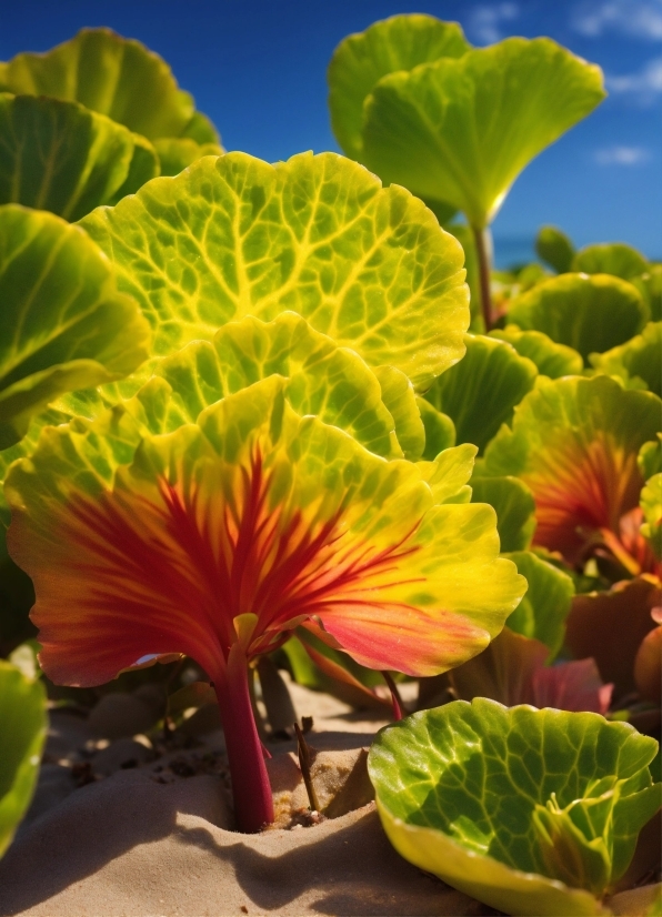 Vanceai Image Enlarger, Flower, Plant, Sky, Blue, Leaf