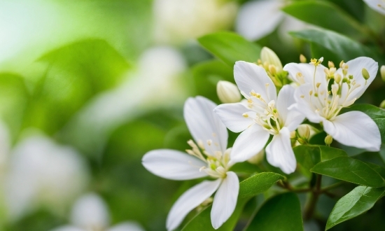 Vertical Video Stock Footage, Flower, Plant, Petal, Twig, Blossom