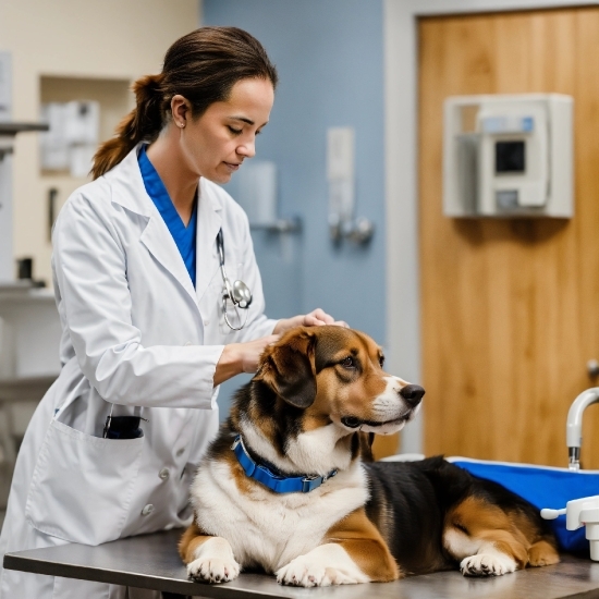 Video Background Changer, Dog, White Coat, Sleeve, Health Care Provider, Stethoscope